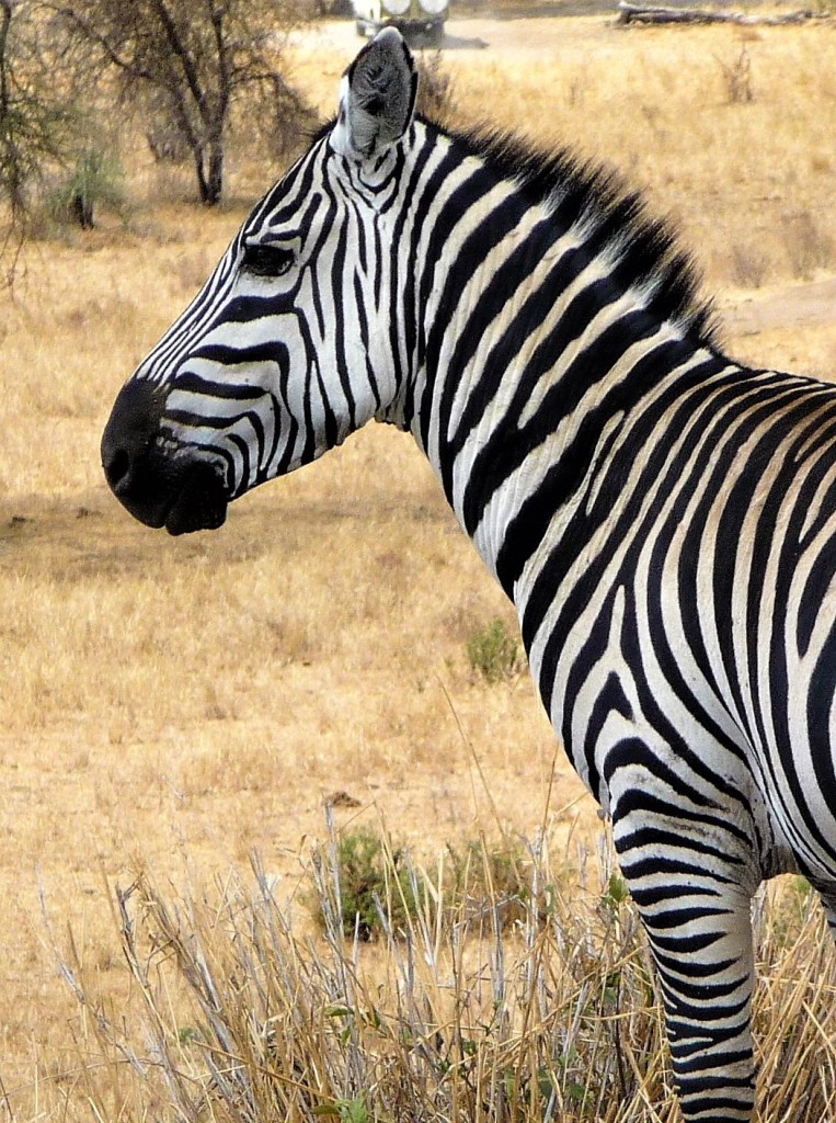 01 - Zebra - A - Anna Maria Schuhberger